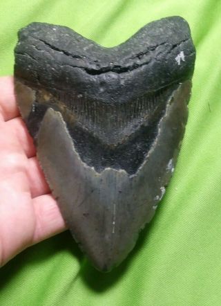Huge " 5.  35 Megalodon Shark Tooth Teeth Extinct Fossil Meg Scuba Diver Direct 8