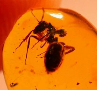 Very Rare Large Camponotus Ant In Authentic Dominican Amber Fossil Gem