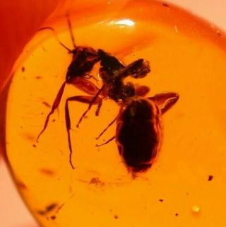 Very RARE Large Camponotus Ant in Authentic Dominican Amber Fossil Gem 2