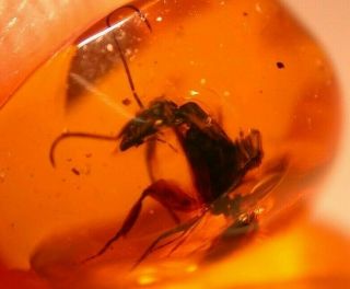 Very RARE Large Camponotus Ant in Authentic Dominican Amber Fossil Gem 3