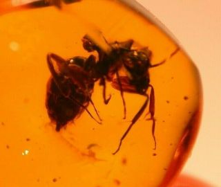 Very RARE Large Camponotus Ant in Authentic Dominican Amber Fossil Gem 4