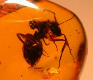 Very RARE Large Camponotus Ant in Authentic Dominican Amber Fossil Gem 5