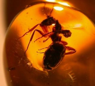 Very RARE Large Camponotus Ant in Authentic Dominican Amber Fossil Gem 6