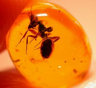 Very RARE Large Camponotus Ant in Authentic Dominican Amber Fossil Gem 7