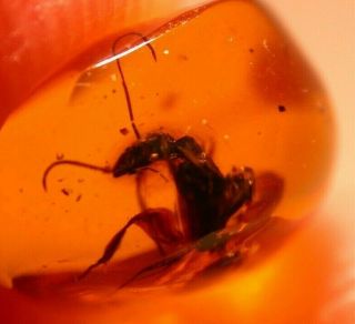 Very RARE Large Camponotus Ant in Authentic Dominican Amber Fossil Gem 8