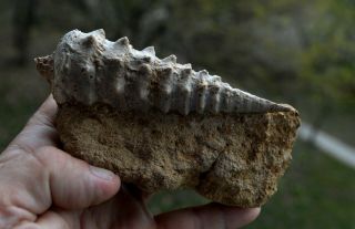 Rare Fossil Gastropoda Natural Matrix Campanile Menegguzoi Bulgaria O41