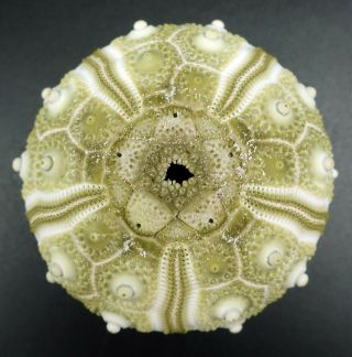 Extremely Rare Hesperocidaris Perplexa 48.  4 Mm Mexico Sea Urchin