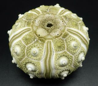 Extremely rare Hesperocidaris perplexa 48.  4 mm Mexico sea urchin 3