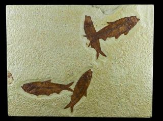 4 Four 3.  5 In Knightia Eocaena Fossil Fish Green River Formation Wy Eocene