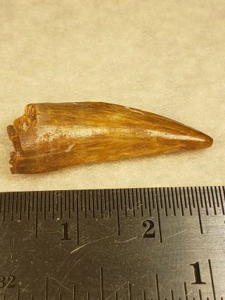 Triassic Postosuchus Tooth From Texas