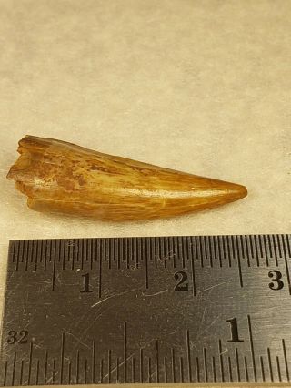 Triassic Postosuchus Tooth from Texas 2