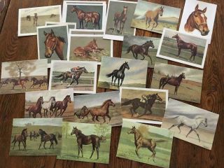C.  W.  Anderson Thoroughbred Horses & Foals Note Cards