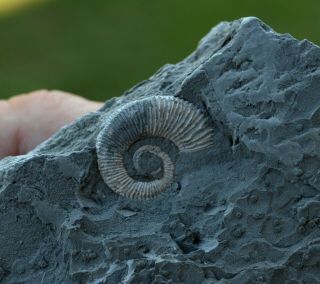 Small Heteromorph Ammonite Fossil Specimen Pseudocrioceras Aptian Bulgaria A29