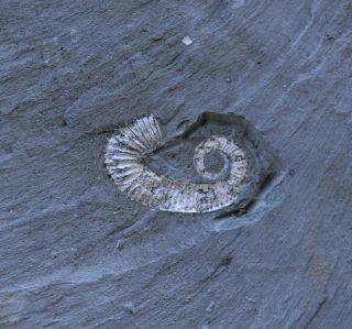 Small Heteromorph Ammonite Fossil Specimen Ancyloceras Aptian Bulgaria A25