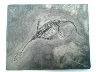 Complete Nothosaur Fossil