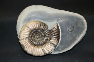 Russian ammonite Speetoniceras versicolor 2
