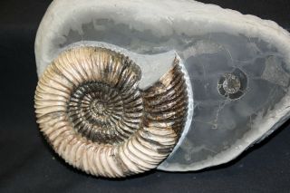 Russian ammonite Speetoniceras versicolor 3