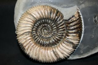 Russian ammonite Speetoniceras versicolor 4
