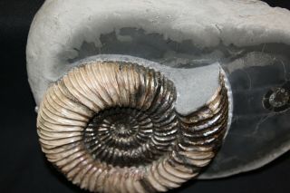 Russian ammonite Speetoniceras versicolor 5