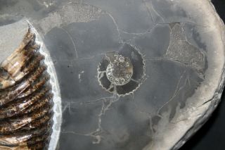 Russian ammonite Speetoniceras versicolor 6