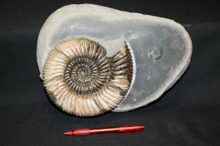 Russian ammonite Speetoniceras versicolor 8