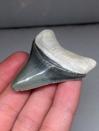 Bone Valley Megalodon Gem Shark Tooth Fossil Teeth Hemi Era Necklace