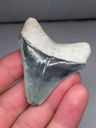 Bone Valley Megalodon Gem Shark Tooth Fossil Teeth Hemi Era Necklace 2