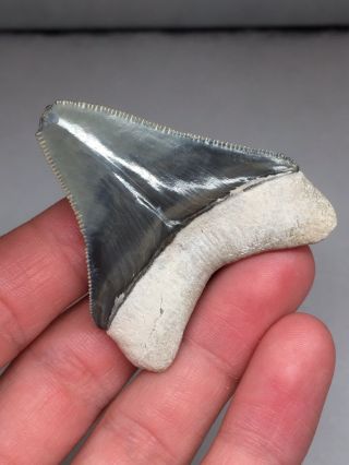 Bone Valley Megalodon Gem Shark Tooth Fossil Teeth Hemi Era Necklace 3