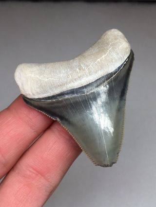 Bone Valley Megalodon Gem Shark Tooth Fossil Teeth Hemi Era Necklace 4