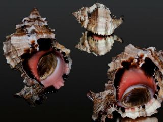 Seashell Murex Phyllonotus Margaritensis.  Monster.  Red Form 106.  7 Mm