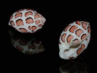 Seashell Punctacteon Eloiseae Dark Specimen Fantastic 28.  8 Mm