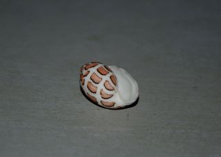Seashell Punctacteon eloiseae dark specimen Fantastic 28.  8 mm 2