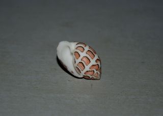Seashell Punctacteon eloiseae dark specimen Fantastic 28.  8 mm 3