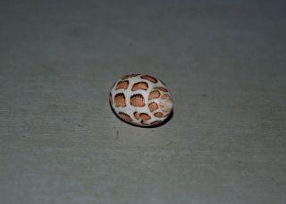 Seashell Punctacteon eloiseae dark specimen Fantastic 28.  8 mm 4