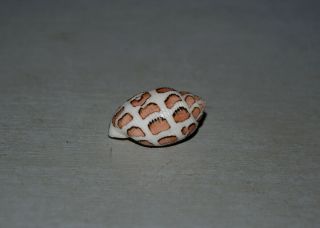 Seashell Punctacteon eloiseae dark specimen Fantastic 28.  8 mm 5