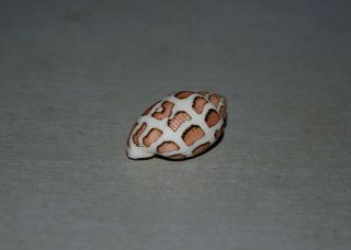 Seashell Punctacteon eloiseae dark specimen Fantastic 28.  8 mm 6