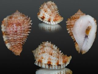 Seashell Morum Praeclarum Gorgeous Big Size And Fantastic Color 36.  2 Mm