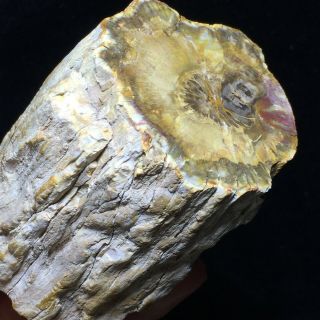 509g Dog Natural Petrified Wood Fossil Crystal Polished Slice Madagascar A7096
