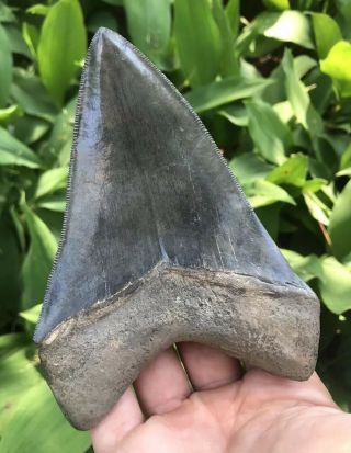 Huge Sleek 5.  28 " Megalodon Tooth Fossil Shark Teeth