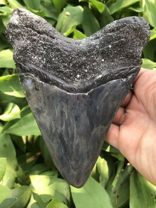 Huge Heavy 6.  69 " Megalodon Tooth Fossil Shark Teeth Weighs Over 1 Lb