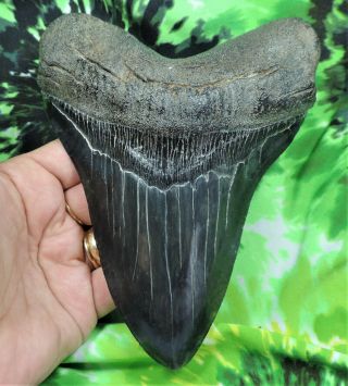 Megalodon Sharks Tooth 6 1/8  Inch Huge Impressive Fossil Sharks Tooth Teeth