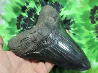 Megalodon Sharks Tooth 6 1/8  inch HUGE IMPRESSIVE fossil sharks tooth teeth 2