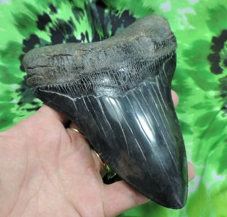 Megalodon Sharks Tooth 6 1/8  inch HUGE IMPRESSIVE fossil sharks tooth teeth 3