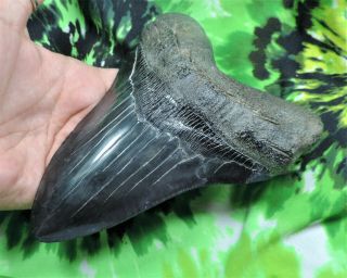 Megalodon Sharks Tooth 6 1/8  inch HUGE IMPRESSIVE fossil sharks tooth teeth 4