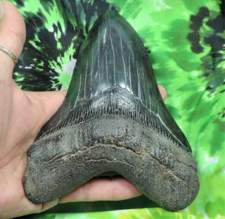 Megalodon Sharks Tooth 6 1/8  inch HUGE IMPRESSIVE fossil sharks tooth teeth 5