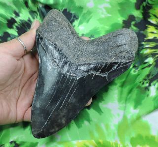 Megalodon Sharks Tooth 6 1/8  inch HUGE IMPRESSIVE fossil sharks tooth teeth 6
