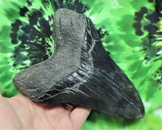 Megalodon Sharks Tooth 6 1/8  inch HUGE IMPRESSIVE fossil sharks tooth teeth 7