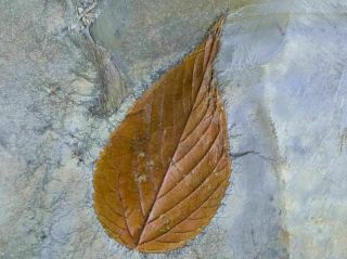 Detailed Celtis Aspera Hackberry Fossil Plant Leaf Paleocene Age Glendive,  Mt