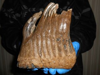Fossil Tooth Of A Woolly Mammoth！,  ！100 Real Pleistocene Fossil！！999