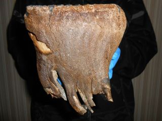 Fossil Tooth of a Woolly Mammoth！,  ！100 REAL PLEISTOCENE fossil！！999 4